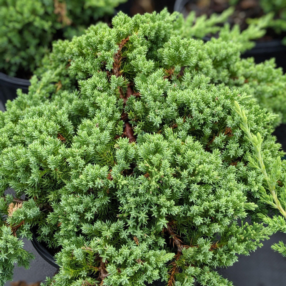 Dwarf Japanese Garden Juniper with trailing blue green foliage