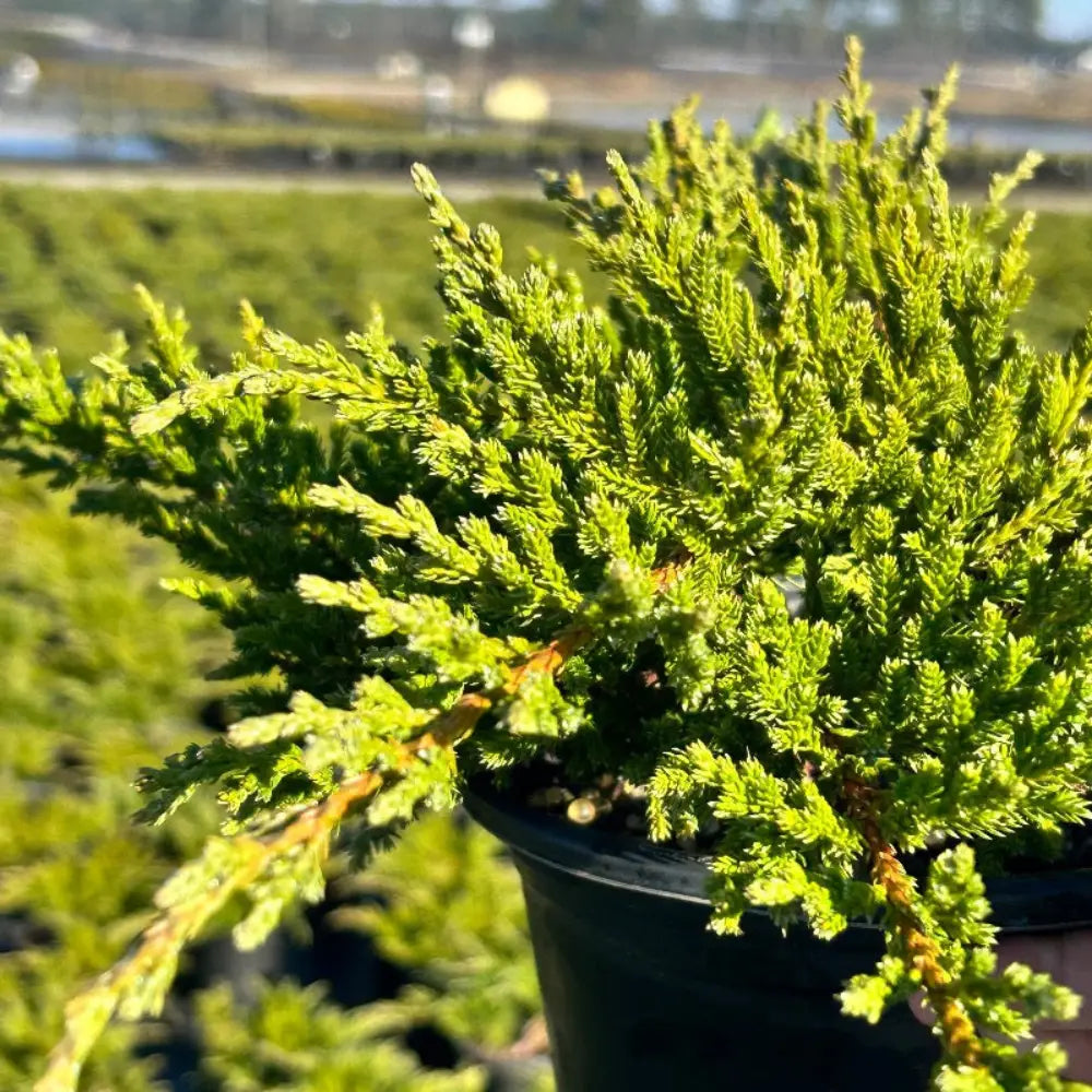 Sargent's Green Juniper with soft green creeping evergreen foliage