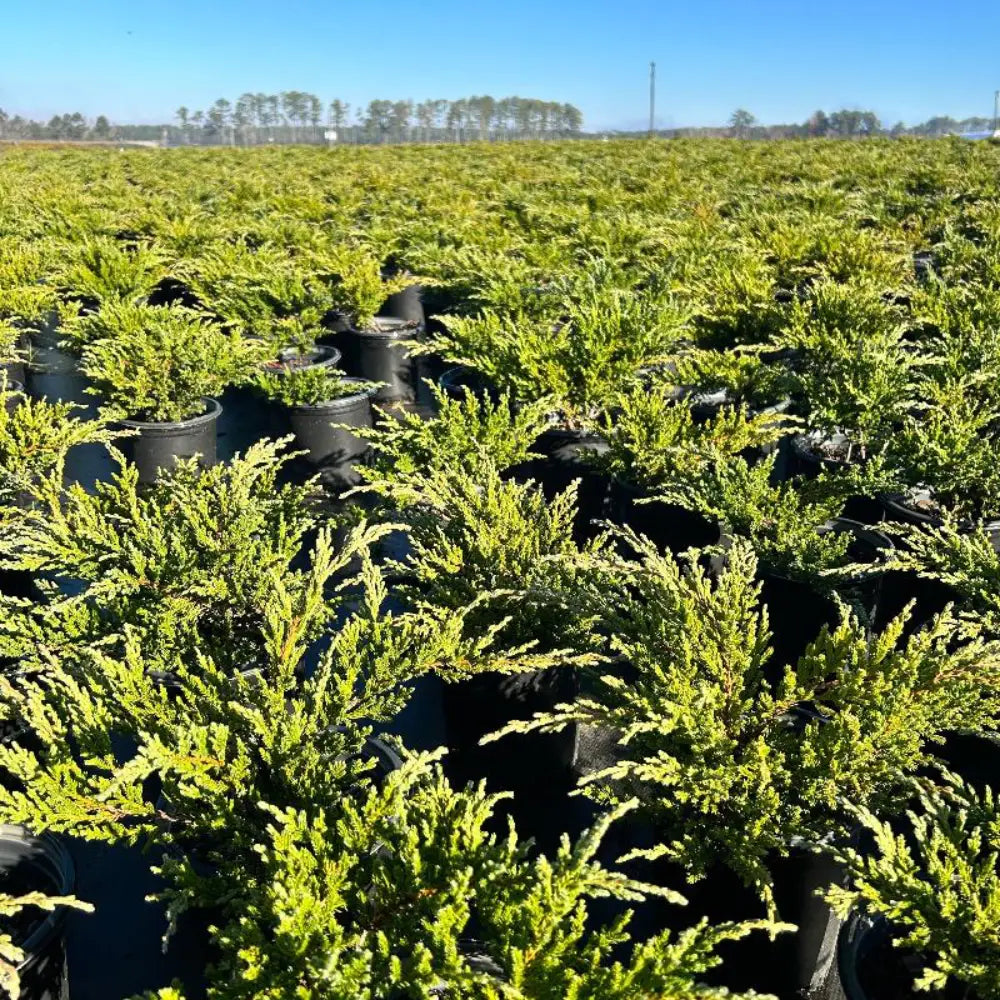 Sargent's Green Juniper with soft green creeping evergreen foliage