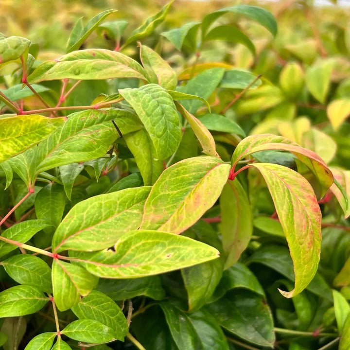 Firepower Nandina with lime green foliage turning bright red