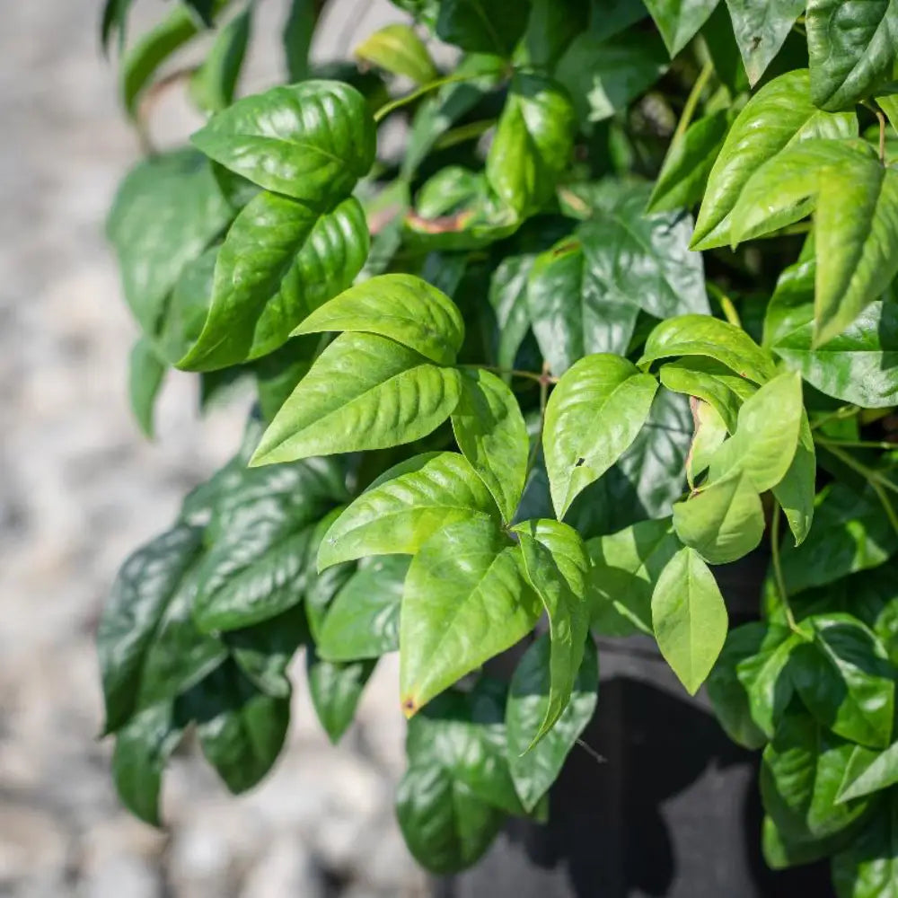 Firepower Nandina with lime green foliage turning bright red