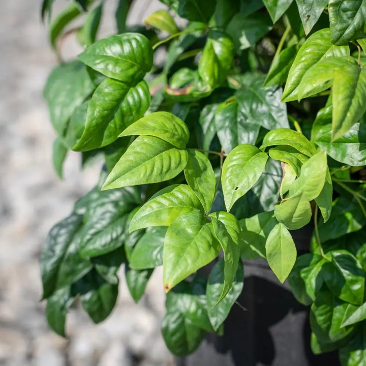 Firepower Nandina with lime green foliage turning bright red