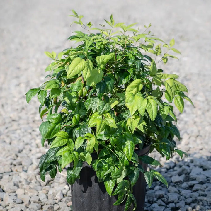 Firepower Nandina with lime green foliage turning bright red