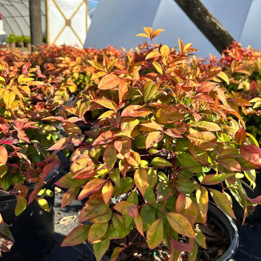 Firepower Nandina with lime green foliage turning bright red
