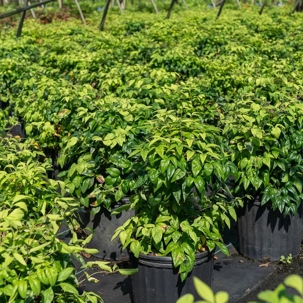 Firepower Nandina with lime green foliage turning bright red