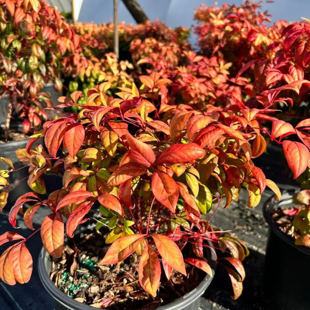Firepower Nandina with lime green foliage turning bright red