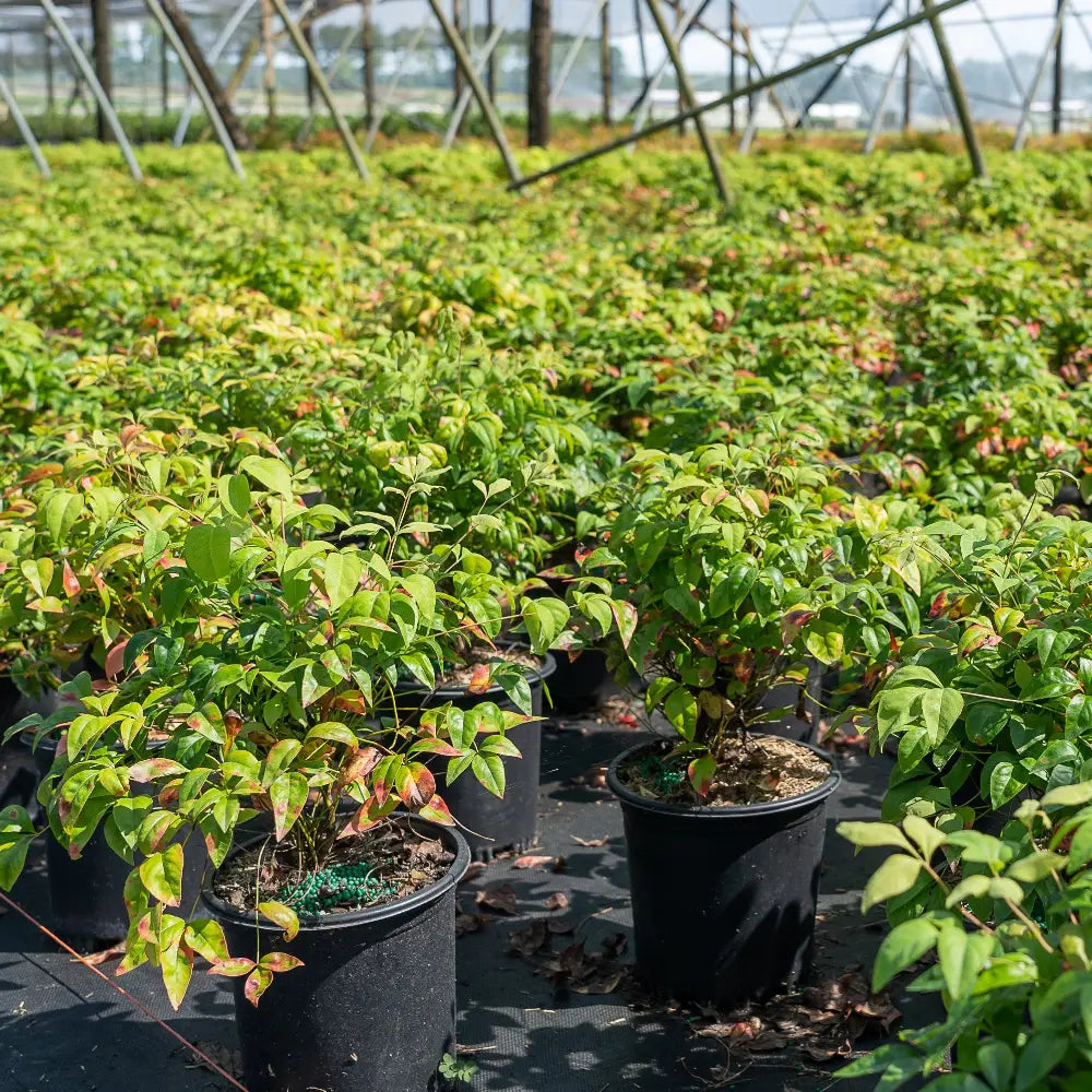 Firepower Nandina with lime green foliage turning bright red