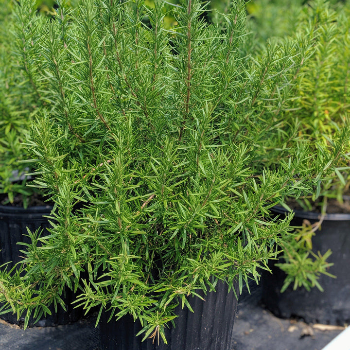 Tuscan Blue Rosemary with blue flowers and aromatic evergreen foliage