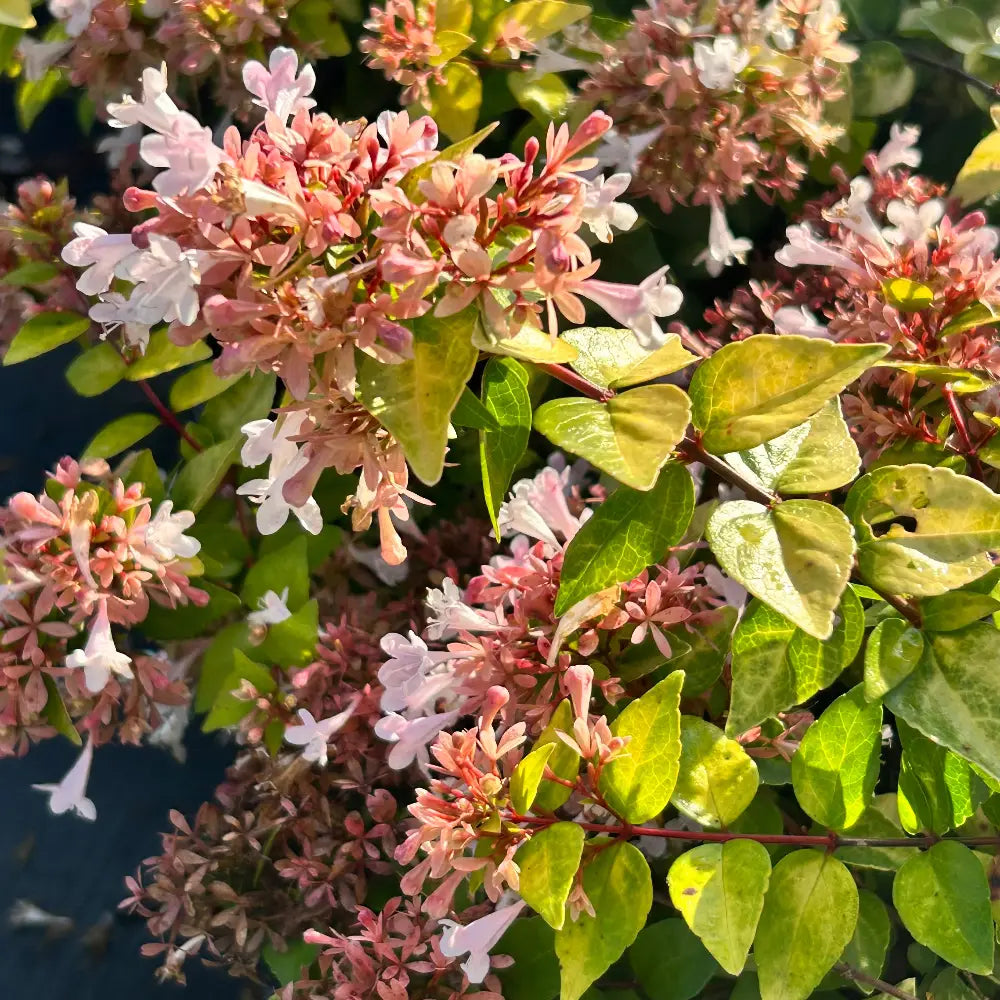 3-gallon Abelia Canyon Creek evergreen shrub with glossy green foliage, ideal for landscaping and garden beauty.
