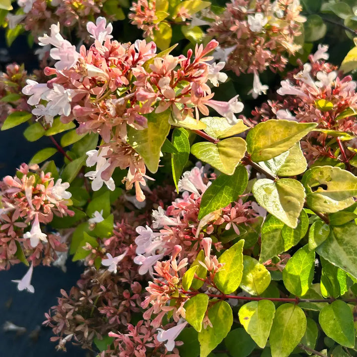 3-gallon Abelia Canyon Creek evergreen shrub with glossy green foliage, ideal for landscaping and garden beauty.
