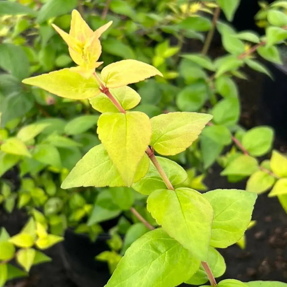 Three-gallon Abelia Canyon Creek shrub, an evergreen plant with lush green foliage, ideal for landscaping and garden borders.