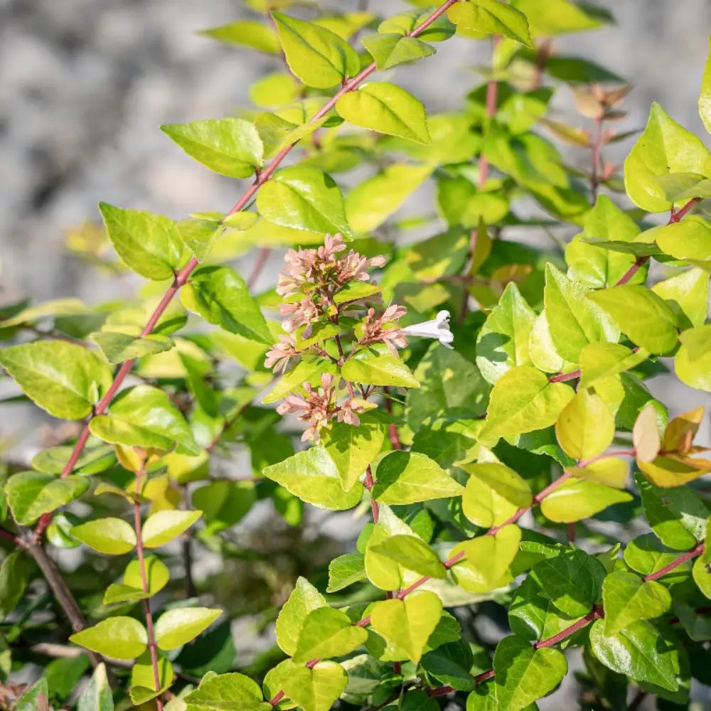 Three-gallon Abelia Canyon Creek shrub from GoBuyPlants, showcasing glossy green leaves and compact evergreen growth.