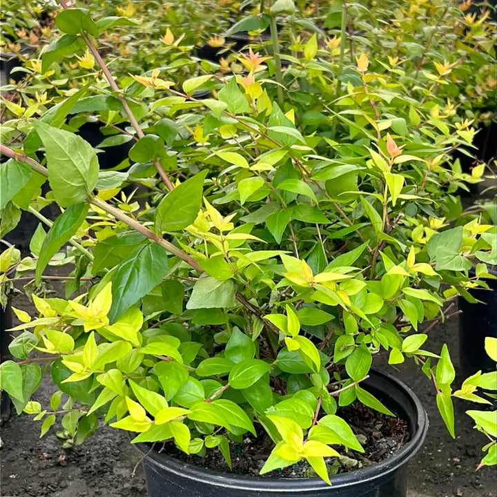 Three-gallon Abelia Canyon Creek shrub from GoBuyPlants, showcasing its lush green foliage and compact evergreen shrub form.