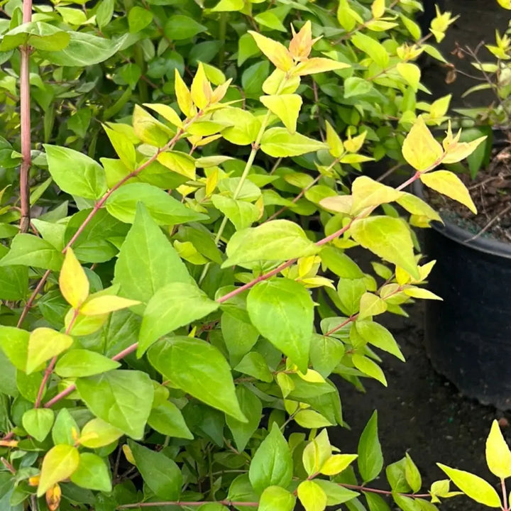 Three-gallon Abelia Canyon Creek shrub from GoBuyPlants, an evergreen shrub with lush green leaves and delicate white flowers.