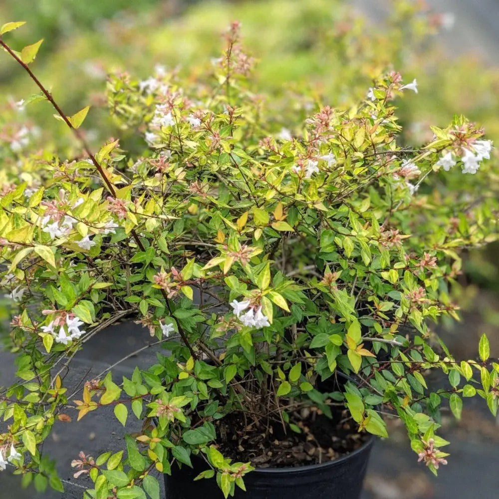 3-gallon Abelia Canyon Creek evergreen shrub by GoBuyPlants, showcasing lush, dense foliage and vibrant green leaves.