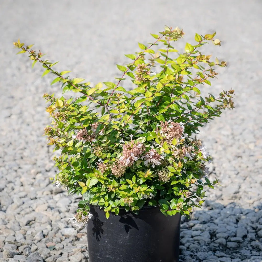 Three-gallon Abelia Canyon Creek evergreen shrub by GoBuyPlants, showing lush green foliage and compact growth.