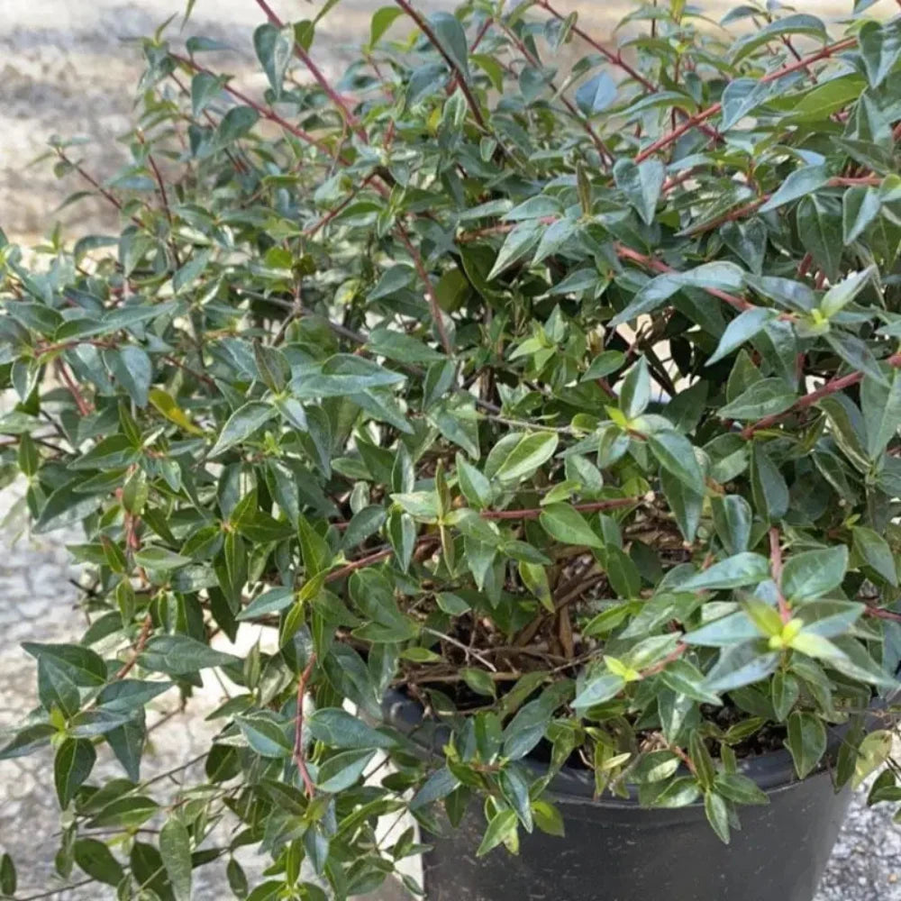 3-gallon Abelia Edward Goucher evergreen shrub from GoBuyPlants, showcasing lush, green foliage and compact growth.
