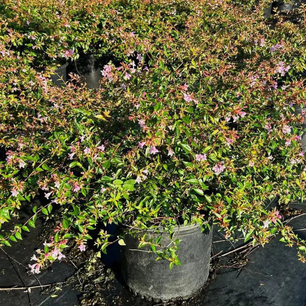 Abelia Edward Goucher | GoBuyPlants