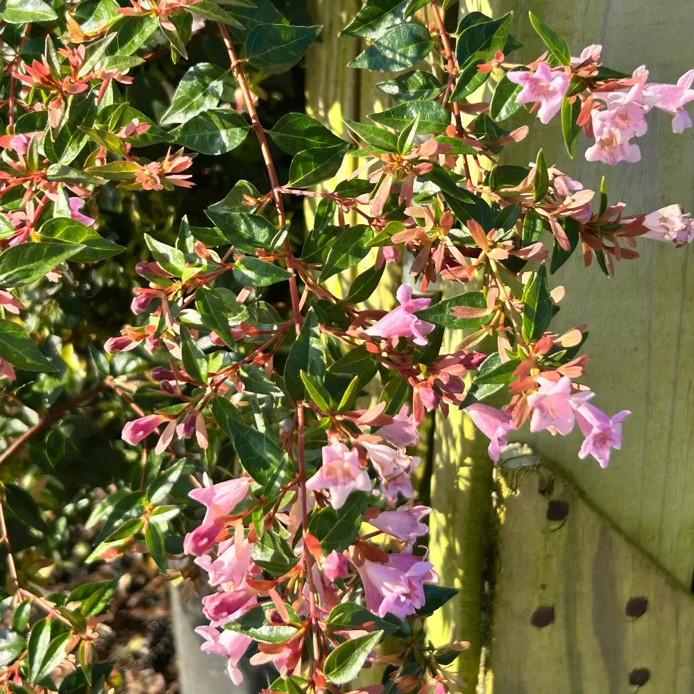 Three-gallon Abelia Edward Goucher evergreen shrub with lush green foliage, ideal for landscaping and garden decoration.