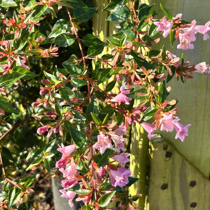 Abelia Edward Goucher | GoBuyPlants®