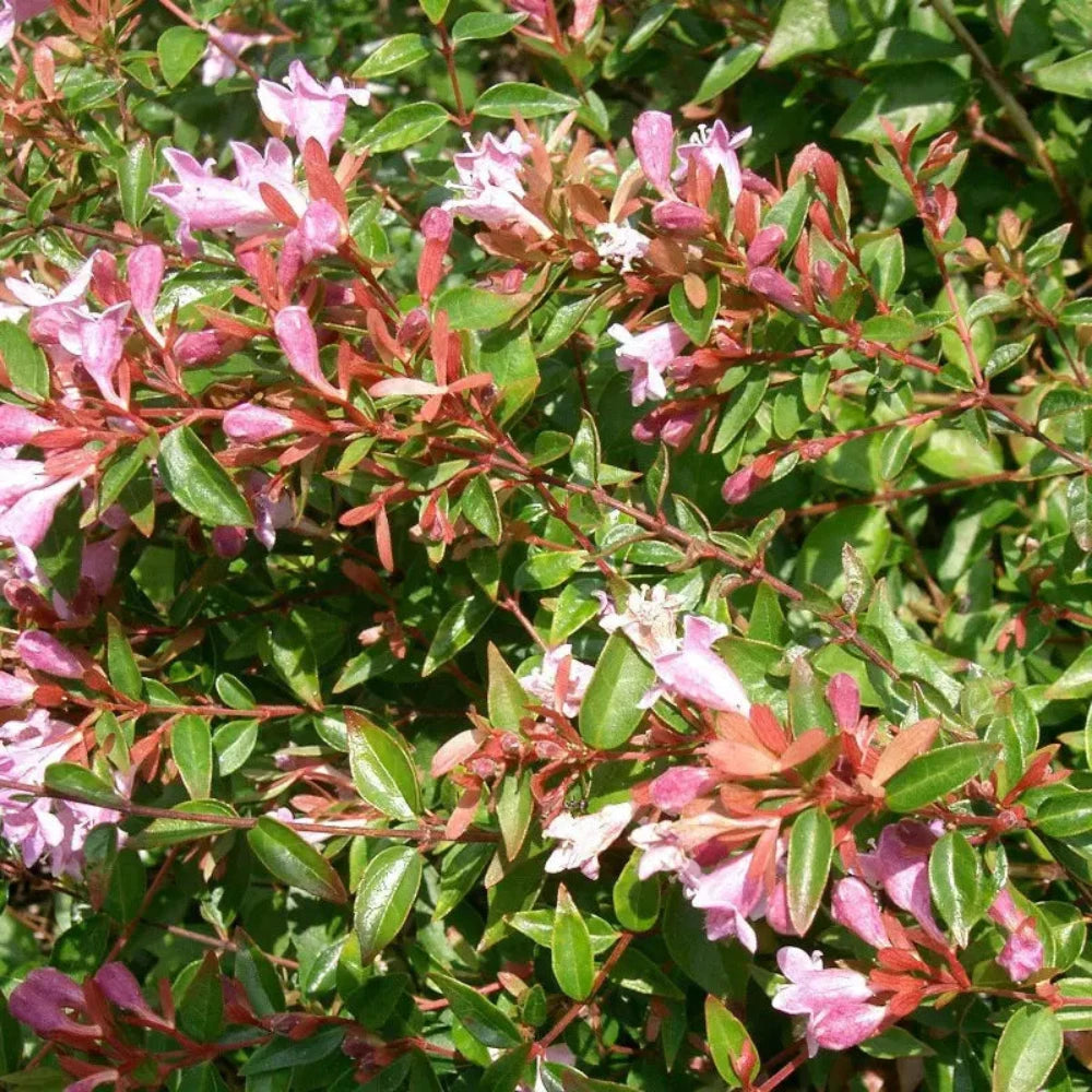 Abelia 'Edward Goucher' (Edward Goucher Abelia) plant with characteristic foliage and flowers