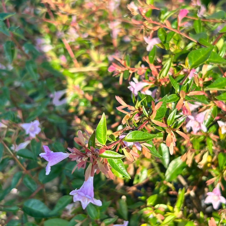 Abelia Edward Goucher | GoBuyPlants®