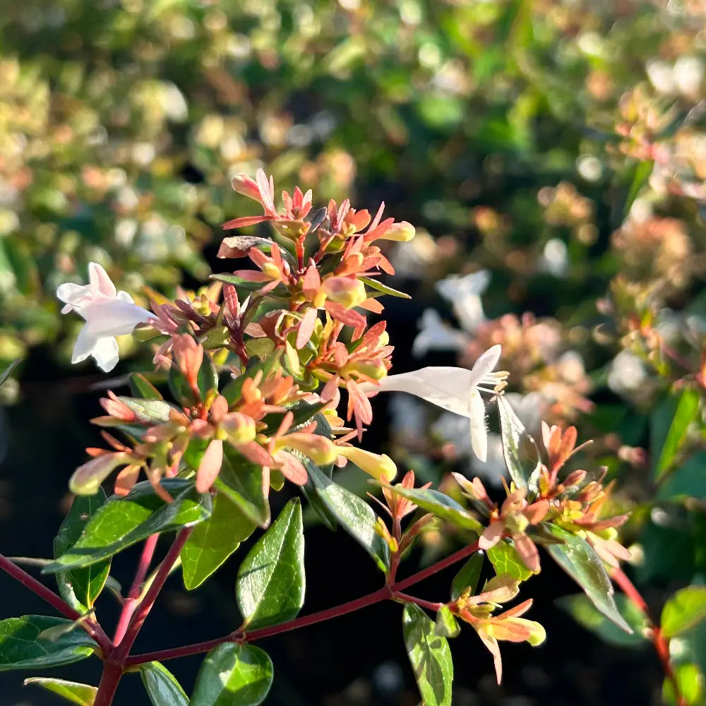 3-gallon Abelia Grandiflora shrub, an evergreen flowering plant with delicate white blossoms and lush green foliage.