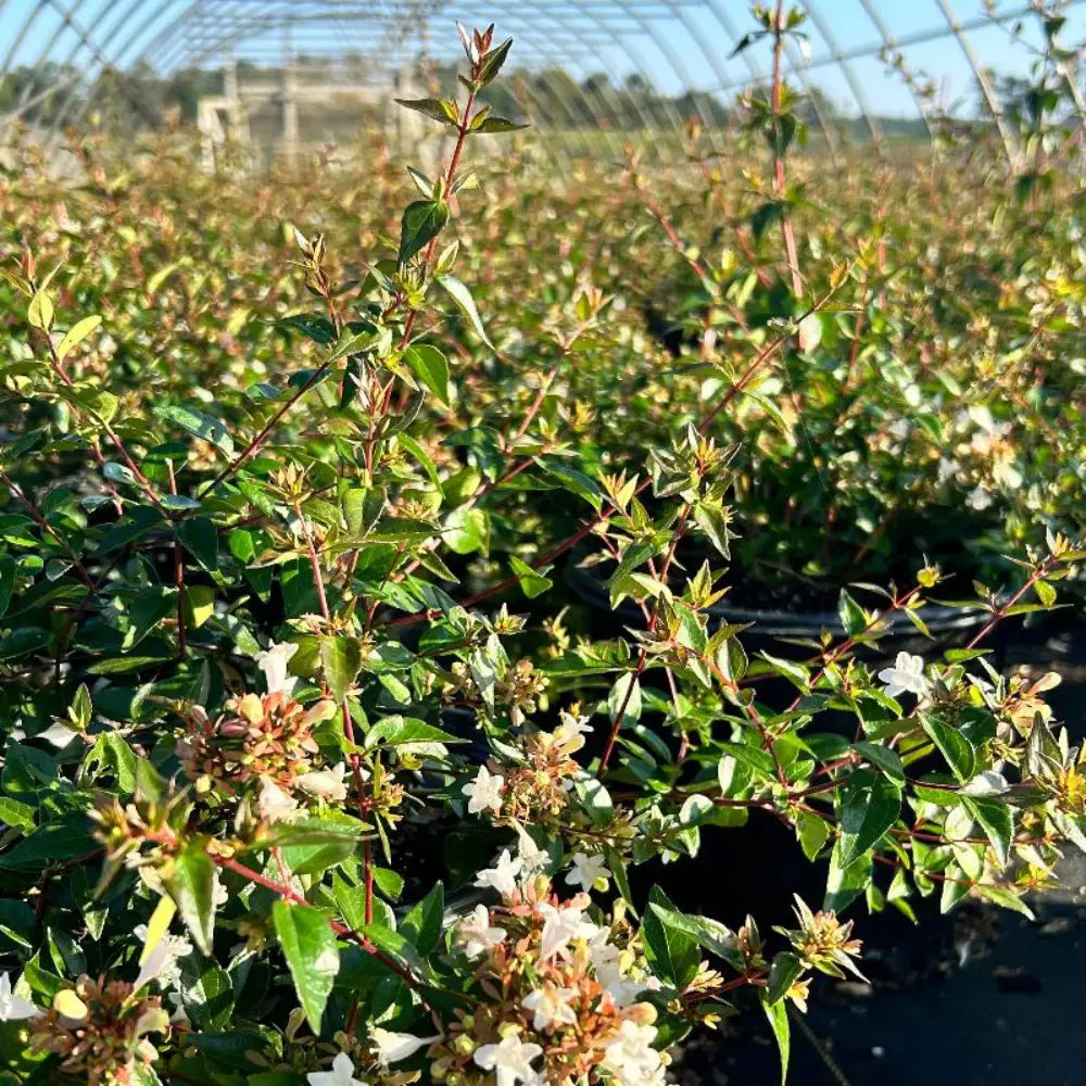 Healthy Abelia Grandiflora shrub with lush green foliage, showcasing its compact evergreen shrub form and vibrant growth.