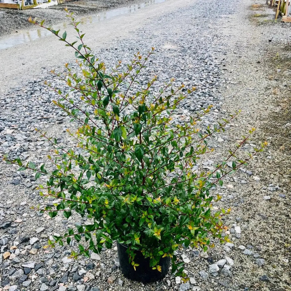 3-gallon Abelia Grandiflora shrub from GoBuyPlants, an evergreen shrub with lush green foliage and delicate white flowers