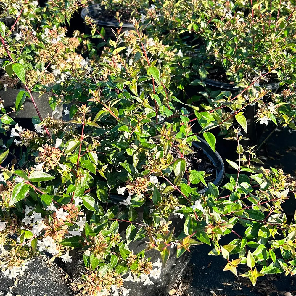 Healthy Abelia Grandiflora evergreen shrub with lush green foliage, shown in a 3-gallon container, ideal for landscaping.