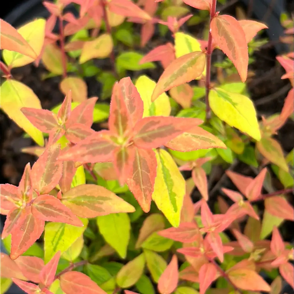 Abelia × grandiflora &