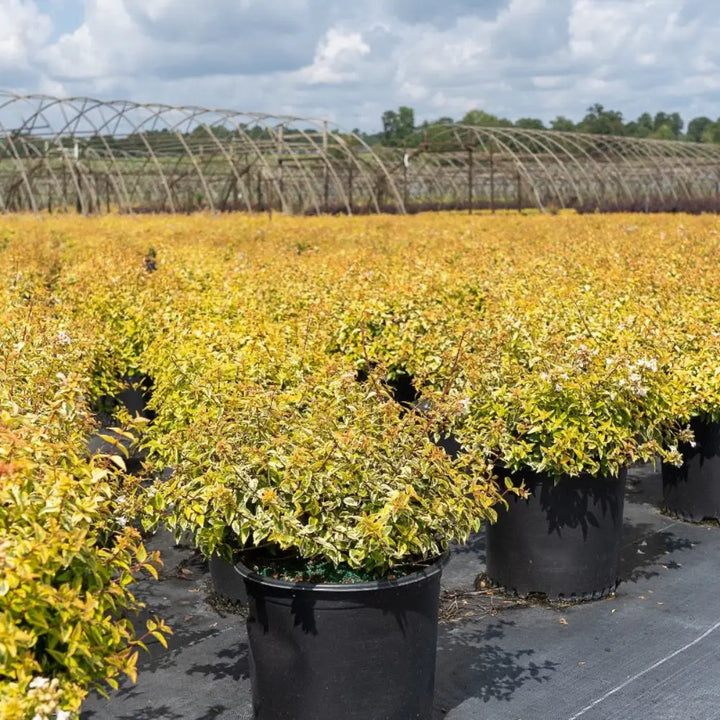GoBuyPlants Abelia Kaleidoscope evergreen shrub with vibrant green and variegated leaves, showcasing its lush, bushy foliage.