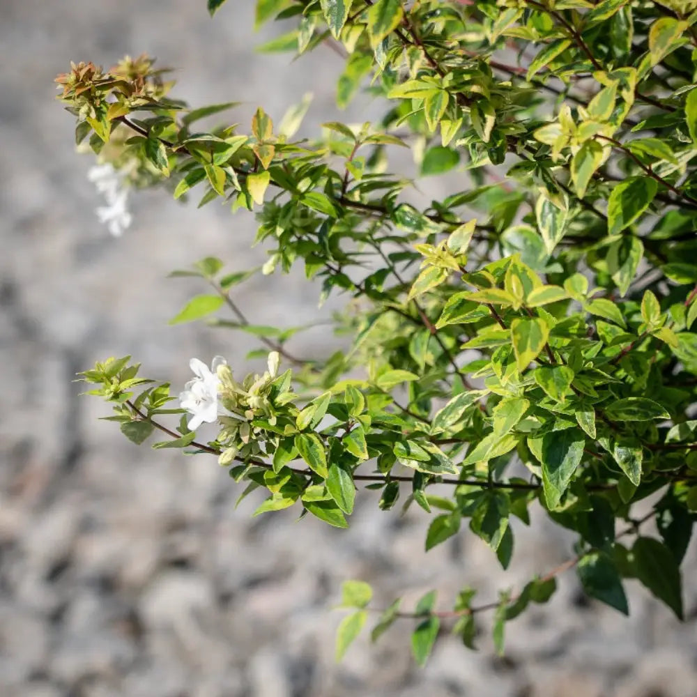 Three-gallon Abelia Kaleidoscope shrub with vibrant green and pink foliage, evergreen shrub from GoBuyPlants.