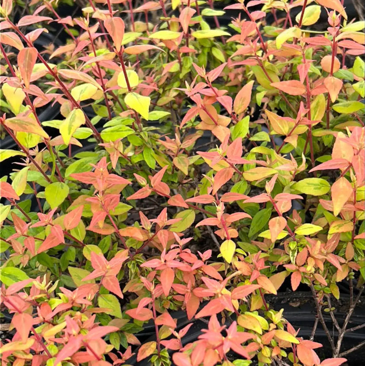 3-gallon Abelia Kaleidoscope evergreen shrub from GoBuyPlants, showing vibrant green and variegated foliage in a garden setting.