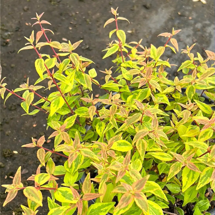 Three-gallon Abelia Kaleidoscope shrub with vibrant variegated green and yellow foliage, evergreen shrub for garden landscaping.