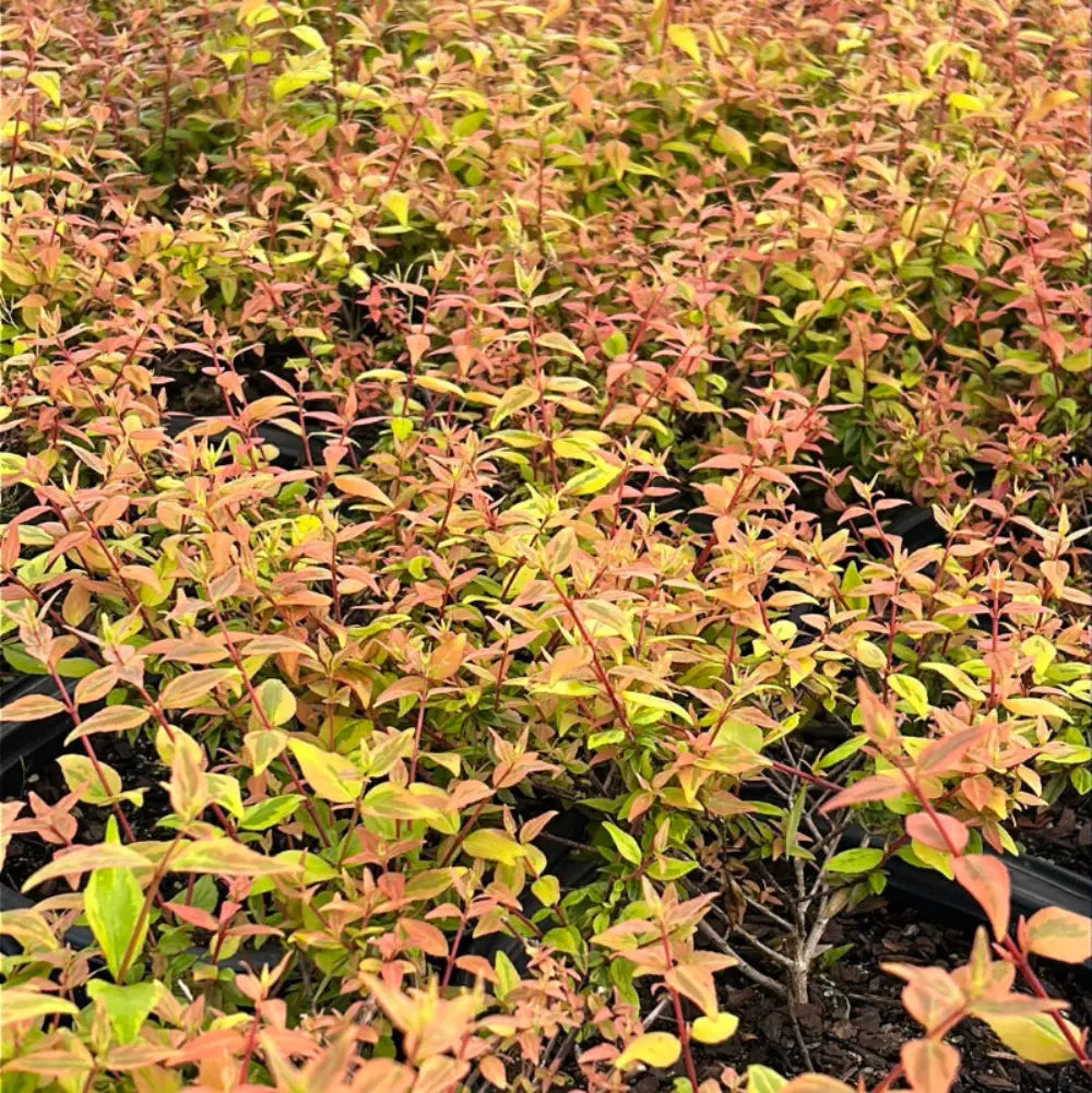 Bright green Abelia Kaleidoscope shrub with variegated leaves, showcasing its vibrant foliage and compact evergreen structure.
