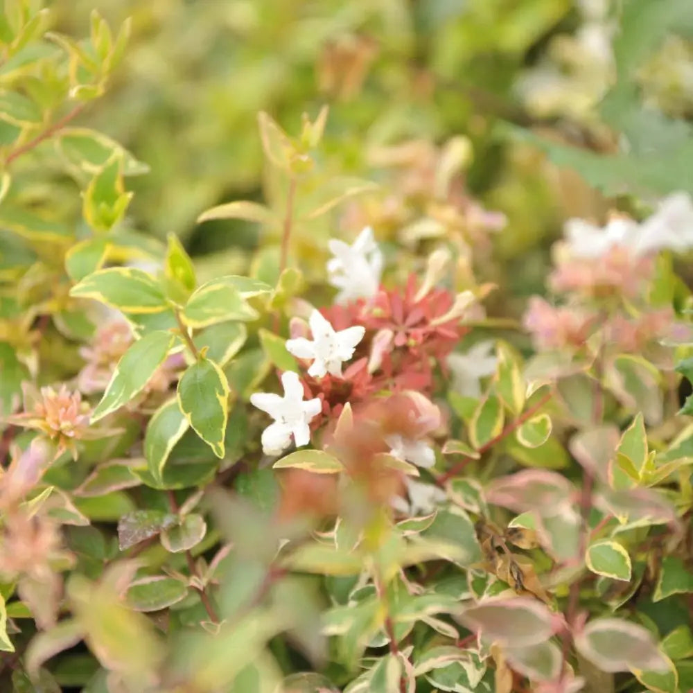 Three-gallon Abelia Radiance evergreen shrub with glossy green leaves and delicate white flowers, full and healthy.