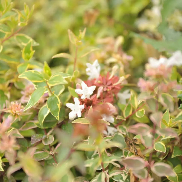 Three-gallon Abelia Radiance evergreen shrub with glossy green leaves and delicate white flowers, full and healthy.