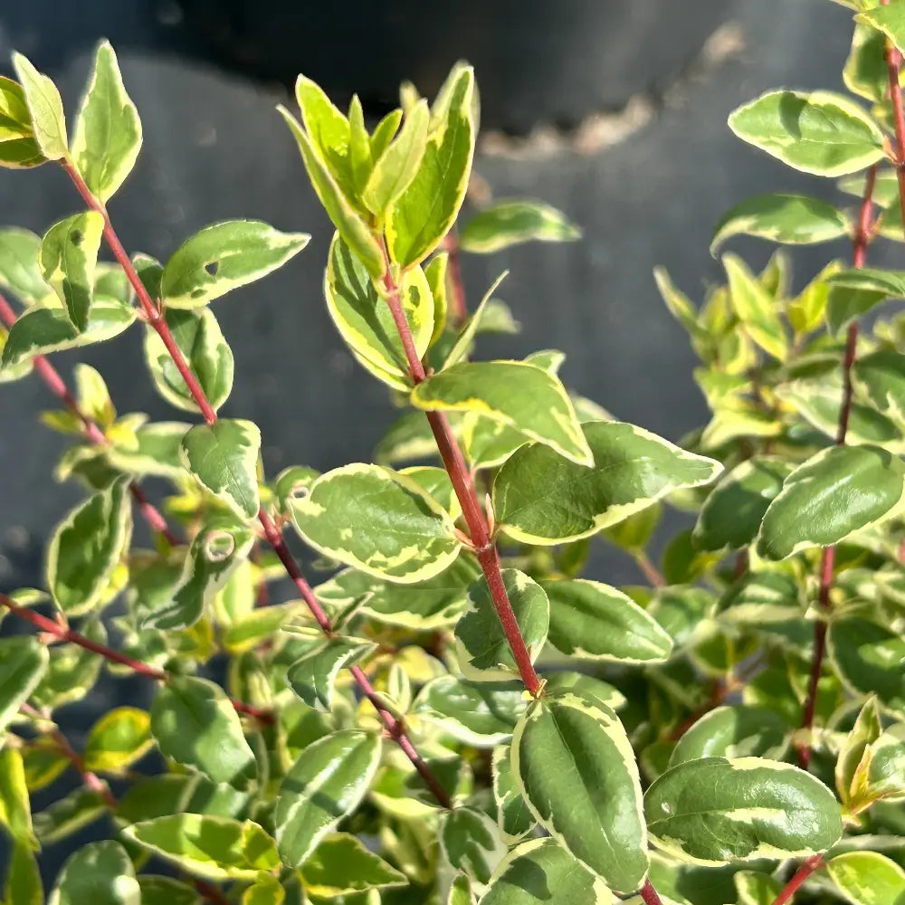 Healthy Abelia Radiance evergreen shrub with glossy green leaves and delicate white flowers, potted in a 3-gallon container.