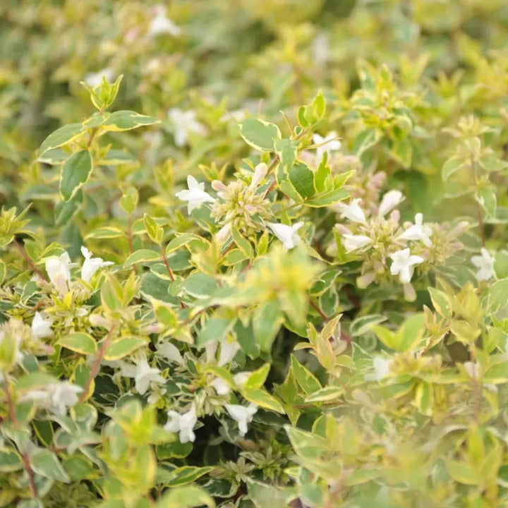 Three-gallon Abelia Radiance evergreen shrub with lush green foliage and delicate white flowers, ideal for decorative landscaping.