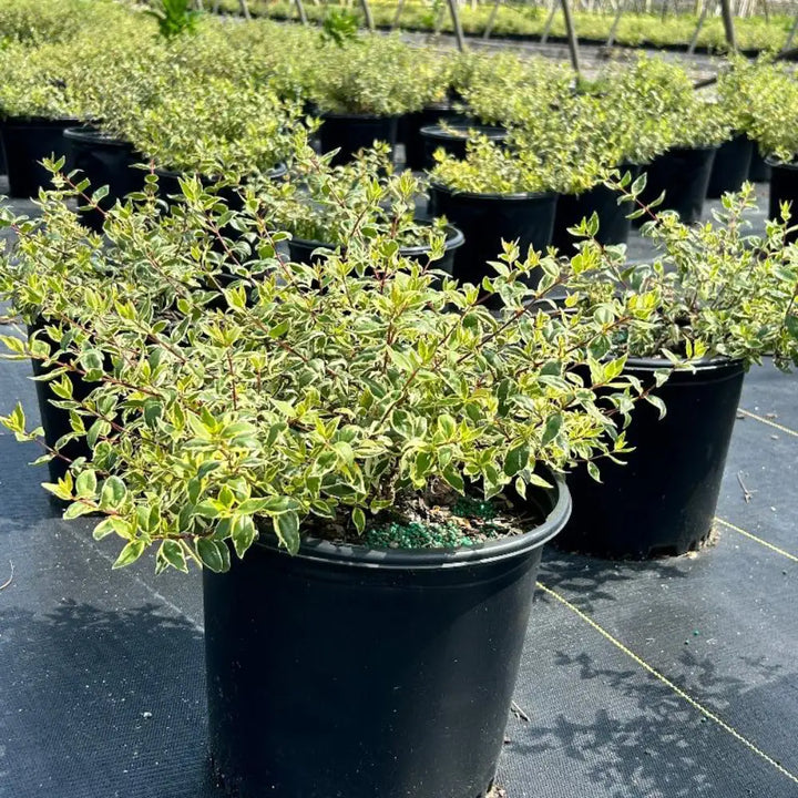 Healthy Abelia Radiance evergreen shrub with glossy green leaves and delicate white flowers, potted in a 3-gallon container.