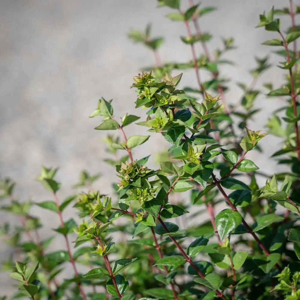 3-gallon Abelia Rose Creek shrub with lush green foliage, part of the evergreen shrub and Abelia plant family.