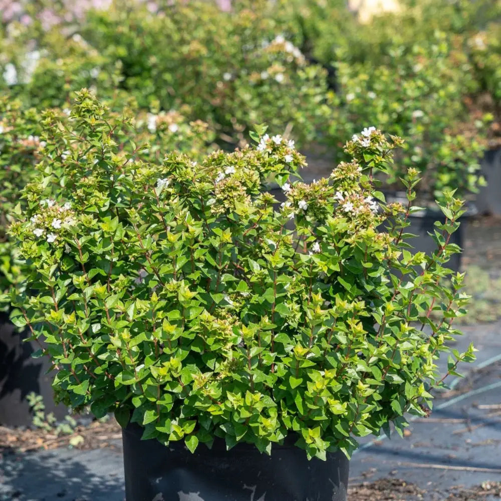 3-gallon Abelia Rose Creek shrub by GoBuyPlants, showcasing glossy green foliage and delicate white flowers on an evergreen shrub