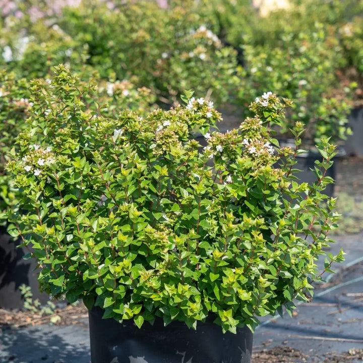 3-gallon Abelia Rose Creek shrub by GoBuyPlants, showcasing glossy green foliage and delicate white flowers on an evergreen shrub