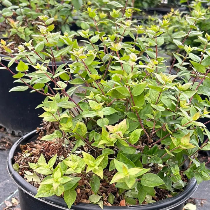 3-gallon Abelia Rose Creek shrub from GoBuyPlants, vibrant green evergreen shrub with delicate pink flowers