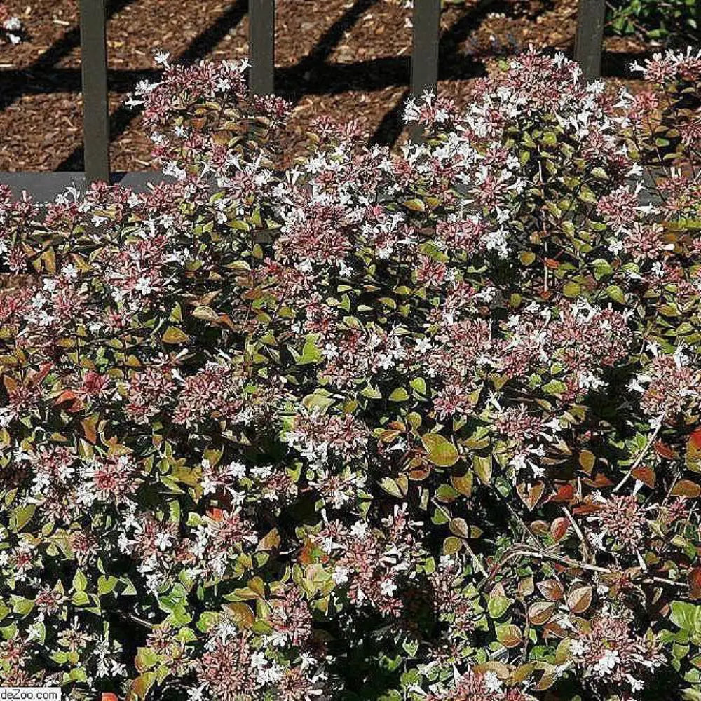 3-gallon Abelia Rose Creek shrub with lush green foliage, showcasing its vibrant, evergreen shrub appearance.
