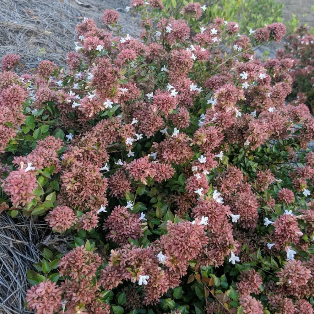 3-gallon Abelia Rose Creek shrub with glossy green foliage and delicate pink flowers, an evergreen shrub for landscaping.