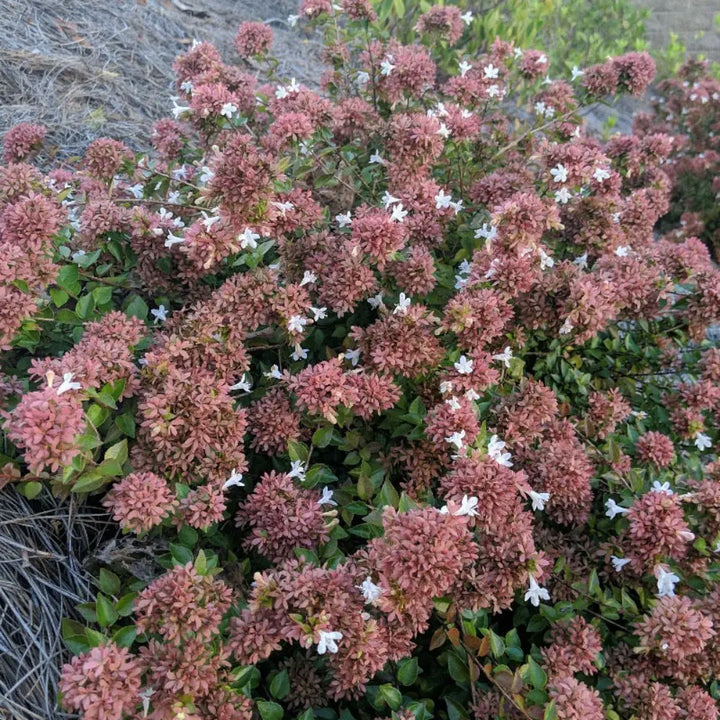 3-gallon Abelia Rose Creek shrub with glossy green foliage and delicate pink flowers, an evergreen shrub for landscaping.