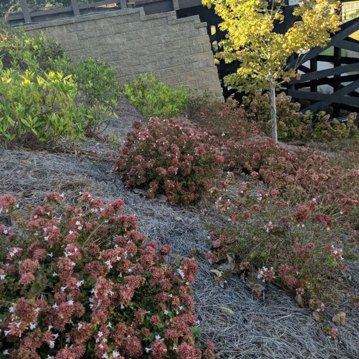 Three-gallon Abelia Rose Creek shrub with vibrant green foliage, ideal for evergreen garden landscapes.