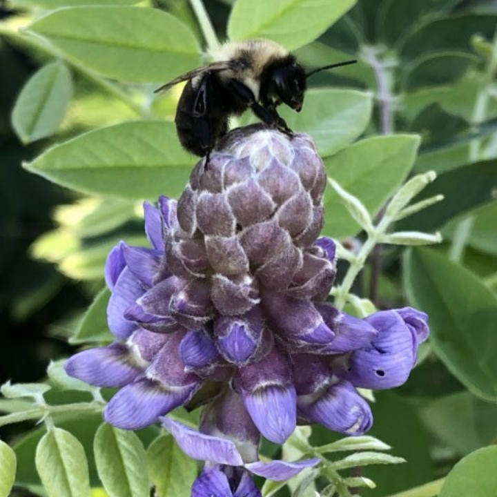Amethyst Falls American Wisteria with fragrant lilac flower clusters